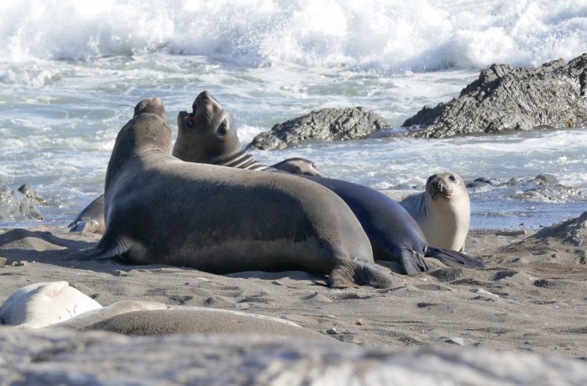  Avian Flu Reaches New Northern California Beach, Threatening Marine Life