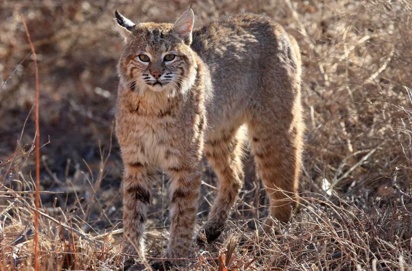  Two People and Several Dogs Being Treated for Rabies After They Were Attacked by Rabid Bobcat