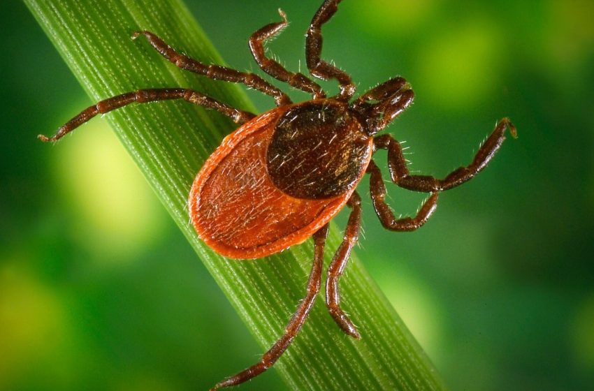 Finally, Some Good News in the Fight Against Lyme Disease