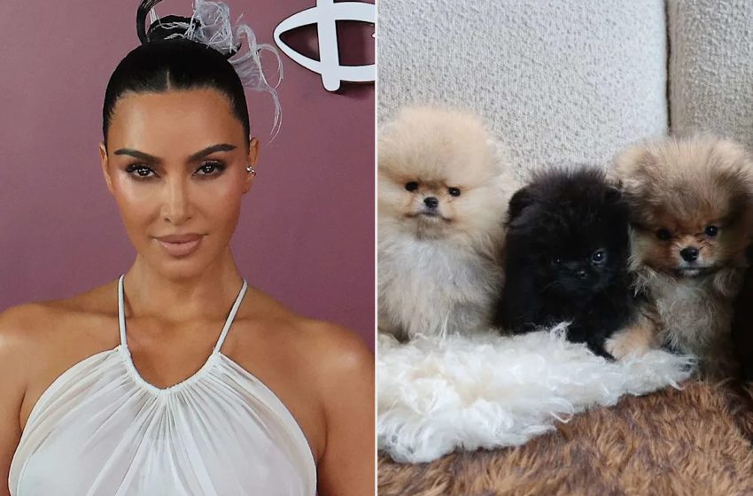  Kim Kardashian Shares Photos of 4 Puppies She Got as Christmas Gifts for Her Kids, Weeks After PETA Slammed Her