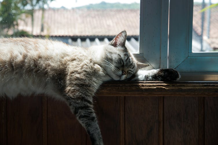 a grey cat napping on a window sill