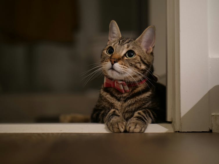a tabby cat sits in a doorway