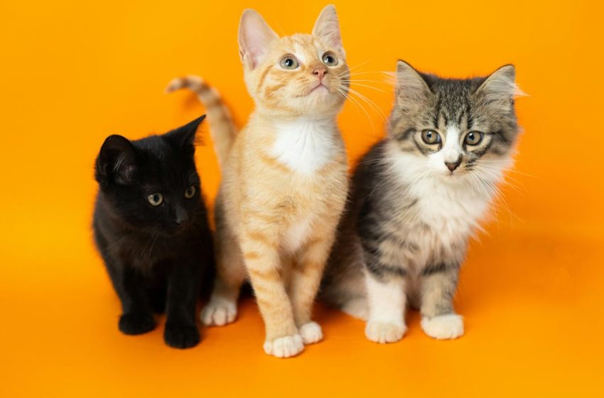  What pet cats can tell us about human cancer
