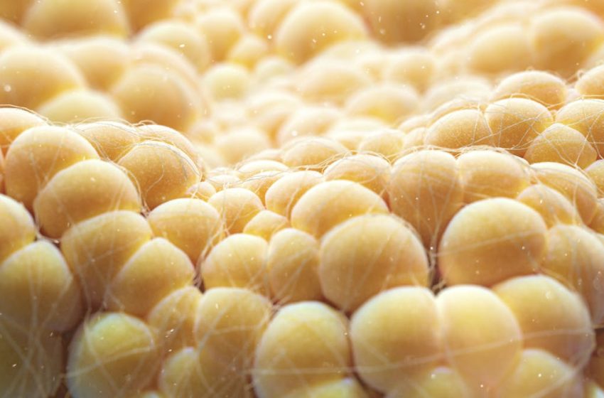  Fat cells burn energy to make heat – making them the next frontier of weight loss therapies