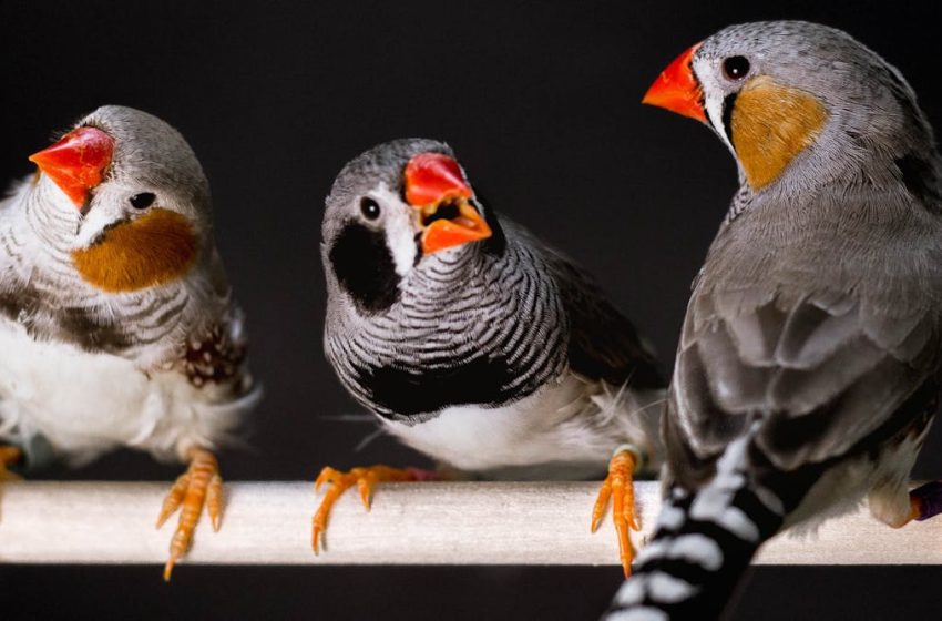  You probably agree with the animals on which bird calls, frog noises and cricket chirps are most attractive – new research