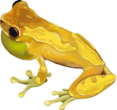 Illustration of a yellow patterned frog with a slightly inflated vocal sac
