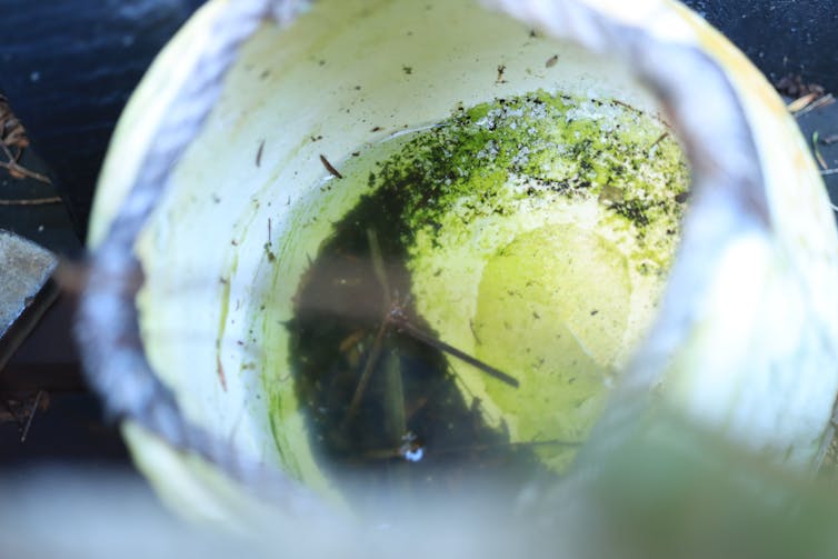 Ceramic pot with small amount of stagnant water inside