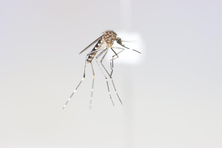 A mosquito specimen