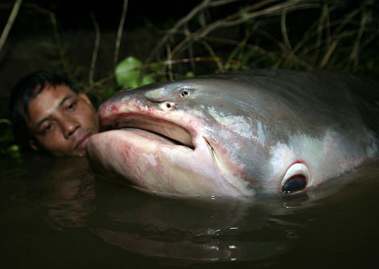 A man floats in water next to a very large fish.