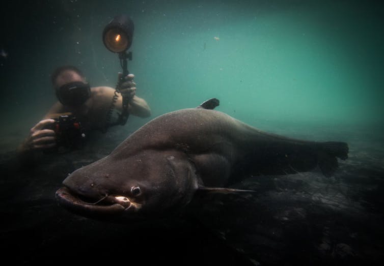 a diver takes a photo of a very large, bottom-skimming fish.