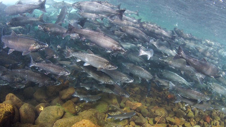 Hundreds of salmon swim in a river, inches from one another.