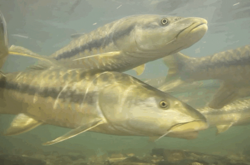  The world’s great fish migrations are collapsing – that’s a problem for millions of people