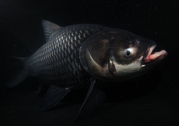 A huge fish underwater, lit by studio lights.