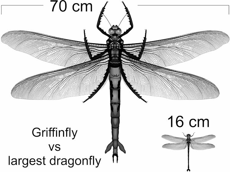 Illustration of a griffinfly with 70cm wingspan and a modern dragonfly with 16cm wingspan.