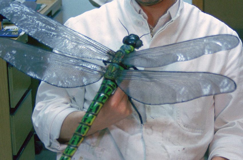  Giant dragonflies once roamed Earth’s skies. New research upends the textbook theory of why they went extinct