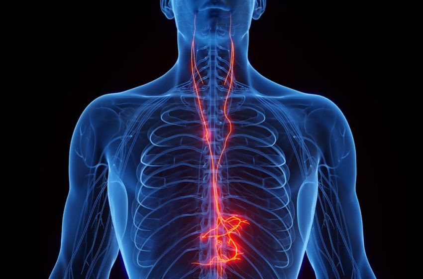  Vagus nerve stimulation shows promise as a way to counter Alzheimer’s disease- and age-related memory loss