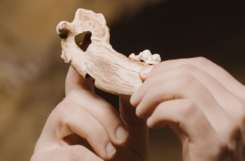  Ancient bones show dogs have been woven into human life for nearly 16,000 years