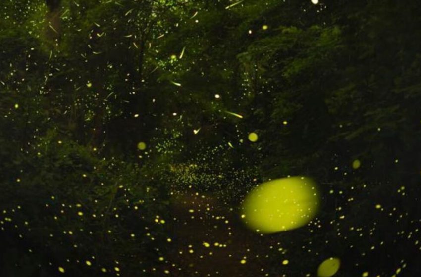  The science of how fireflies stay in sync