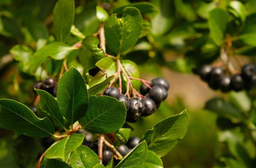 This Dark Berry Drink Is Quietly Rewriting the Rules of Metabolic Health