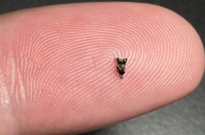  Incredible Fossil Find in Colorado Could Change Primate Timeline