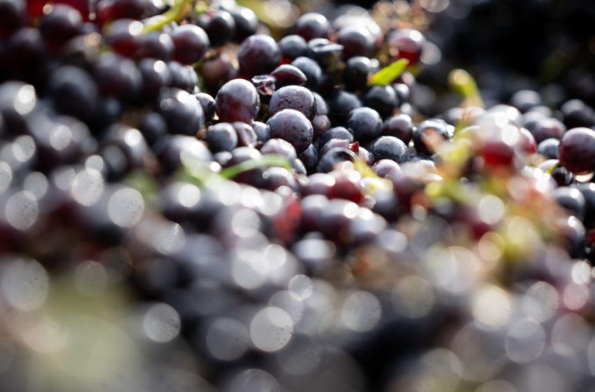  600-year-old grape seed used to make pinot noir wine found in toilet of medieval hospital in France