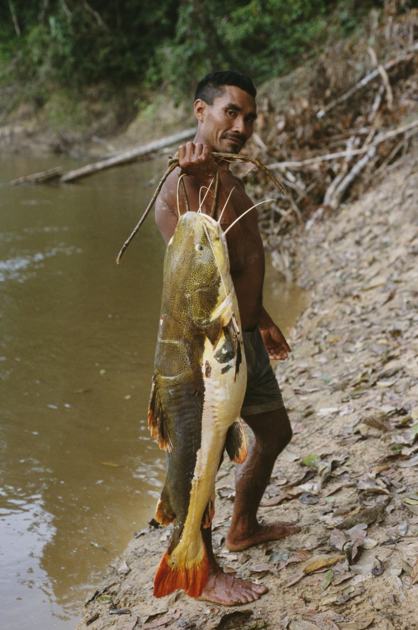 Around 400 Indigenous groups live in the Amazon, with many relying on fishing for sustenance — like this Kanamari man, pictured, holding a large catfish he caught in the Amazon River in Brazil, in 2002.