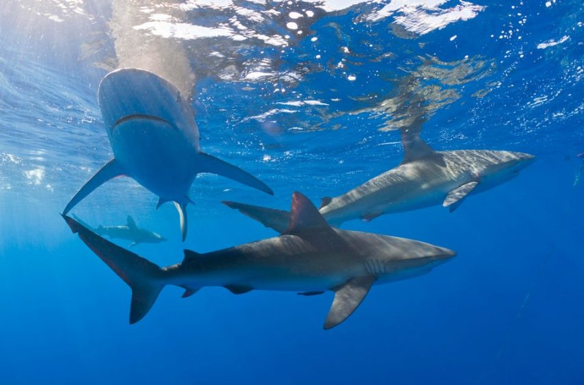  Sharks in the Bahamas test positive for caffeine, painkillers and even cocaine, study finds