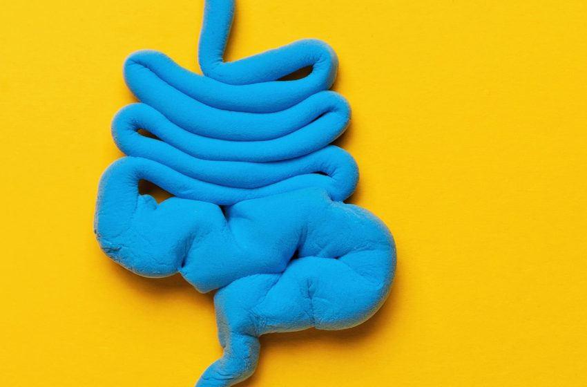  High-fat diets let gut bacteria enter the brain