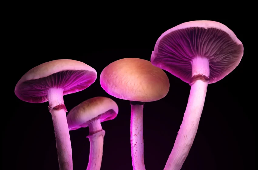  A new “magic mushroom” drug could treat depression without psychedelic hallucinations