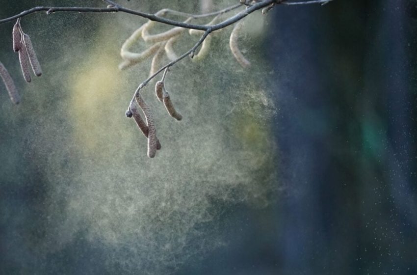  Pollen Might Be Hurting Kids’ Test Scores