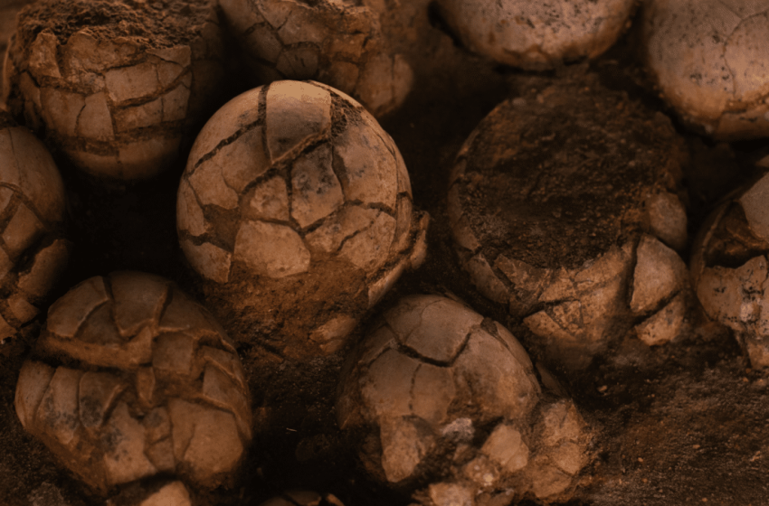  Hidden For Millions Of Years, These Tiny Fossil Eggs Could Rewrite The Origin Story Of Birds