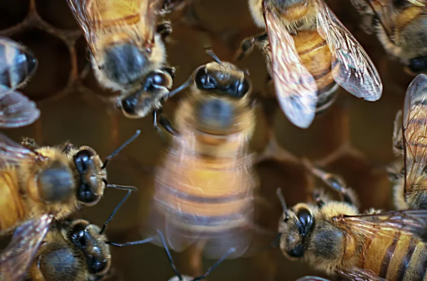  Honey bees dance better with an audience