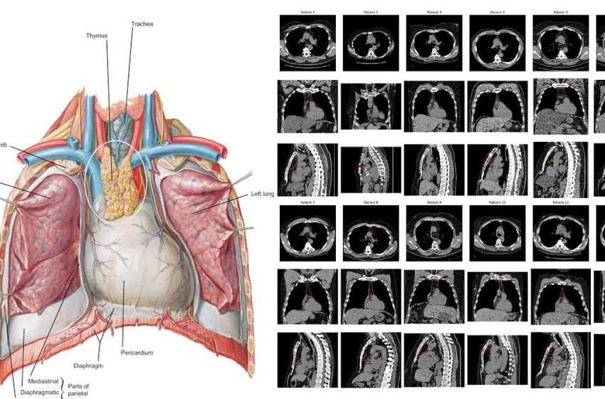  Your Thymus and Your Healthspan
