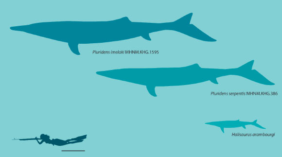 Relative size of Pluridens imelaki, Pluridens serpentis, and Halisaurus arambourgi, all from the latest Maastrichtian-aged phosphates of Morocco. Scale bar - 1 m. Image credit: Nicholas R. Longrich & Nour-Eddine Jalil, doi: 10.3390/d18030159.