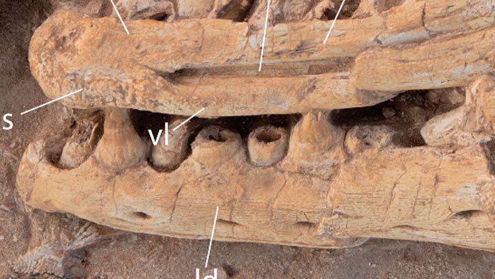  New Giant Mosasaur Species Discovered in Morocco