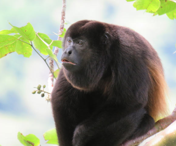  Early Howler Monkeys Adapted to Eating Leaves 13 Million Years Ago