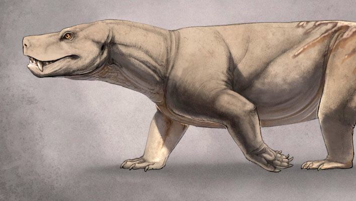  CT Scans Solve Decades-Old Mystery of Triassic Cynodont