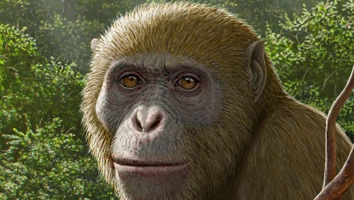  Early Miocene Fossil Fills Gap in Ape Family Tree