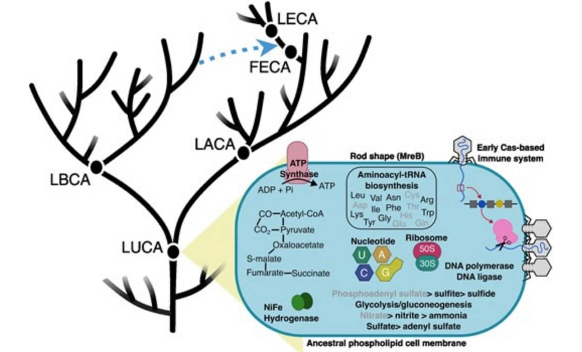 Key Transitions Across The Tree Of Life. The Luca Represents The Oldest Node Of The Tol That Can Be Reconstructed Using Phylogenomics