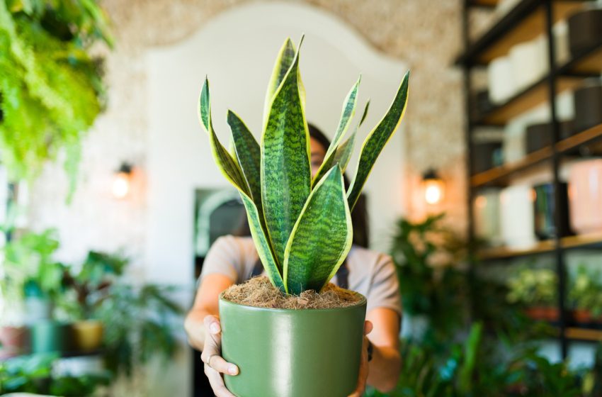  13 Plants To Propagate In March To Fill Your House With More Houseplants For Spring