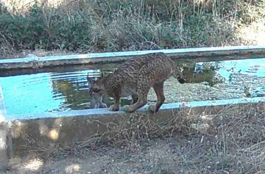  Trail Camera Captures Lynx Bizarrely Bathing Its Prey Before Eating It