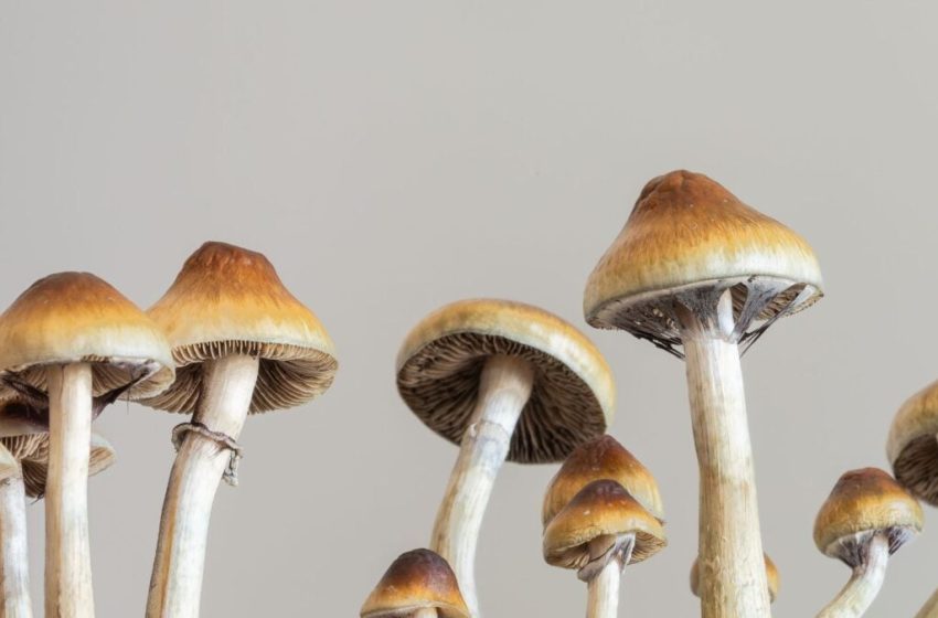  Scientists Pump the Brakes on Psychedelic Antidepressant Hype