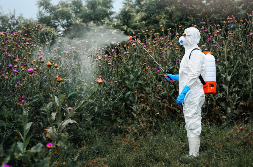  A common weedkiller may induce anxiety by disrupting gut bacteria