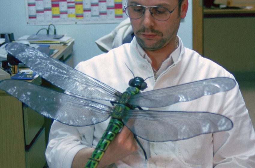  Study Challenges Popular Theory on Why Primordial Bugs Were So Darn Huge