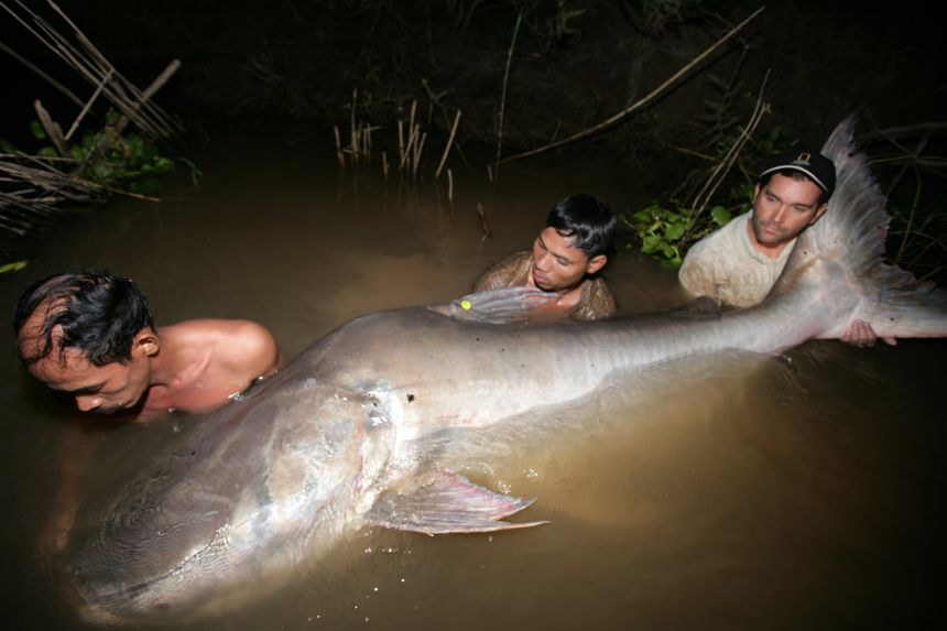 A 7.8-feet-long Mekong giant catfish, captured for tag-and-release conservation in the Tonle Sap River, Cambodia.
