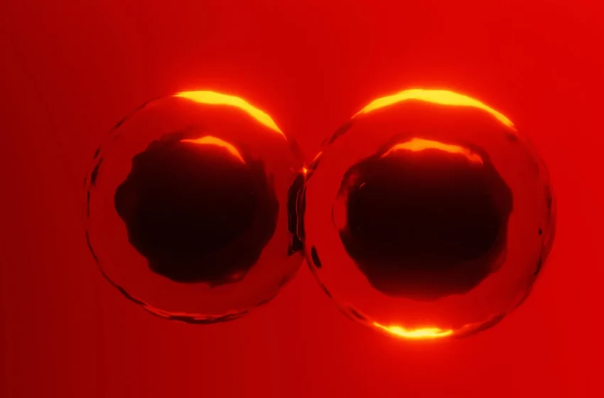  Textbooks challenged by new discovery about how cells divide