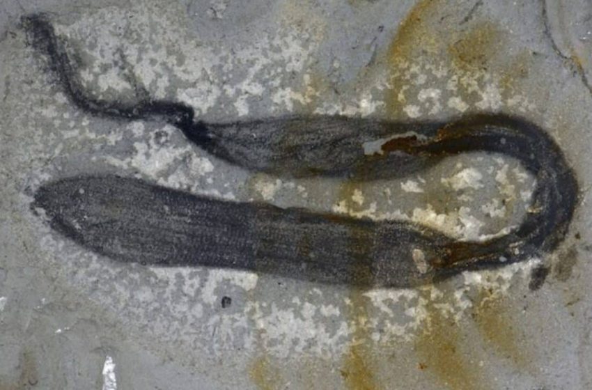  Scientists Uncover 90 Strange Spiky Creatures Just 1.5 Million Years After Earth’s First Mass Extinction