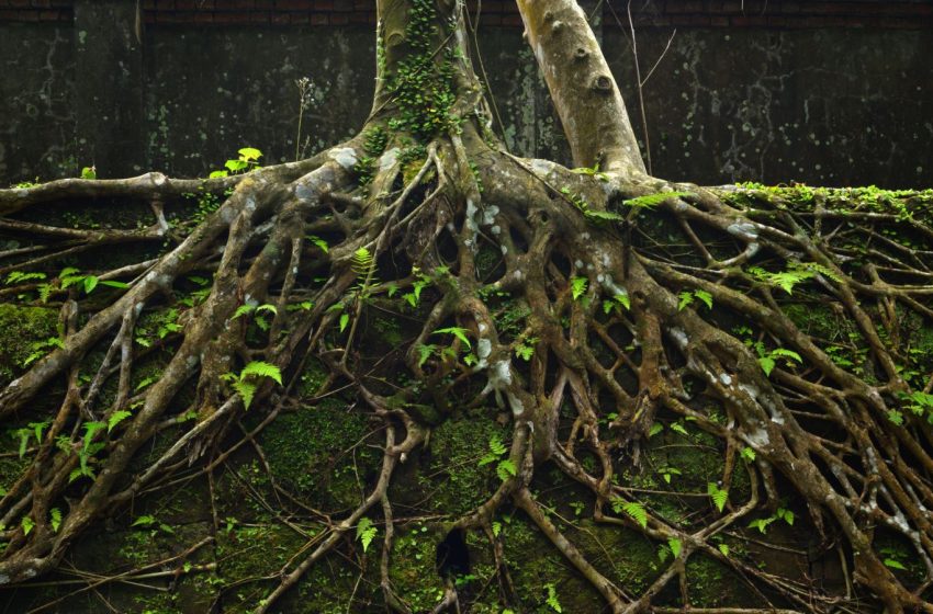  How plants moved from sea to land and changed Earth forever