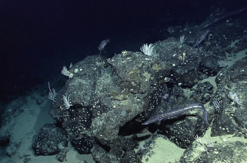  NASA Just Mapped Earth’s Seafloor From Space, and Made a Discovery Scientists Didn’t See Coming