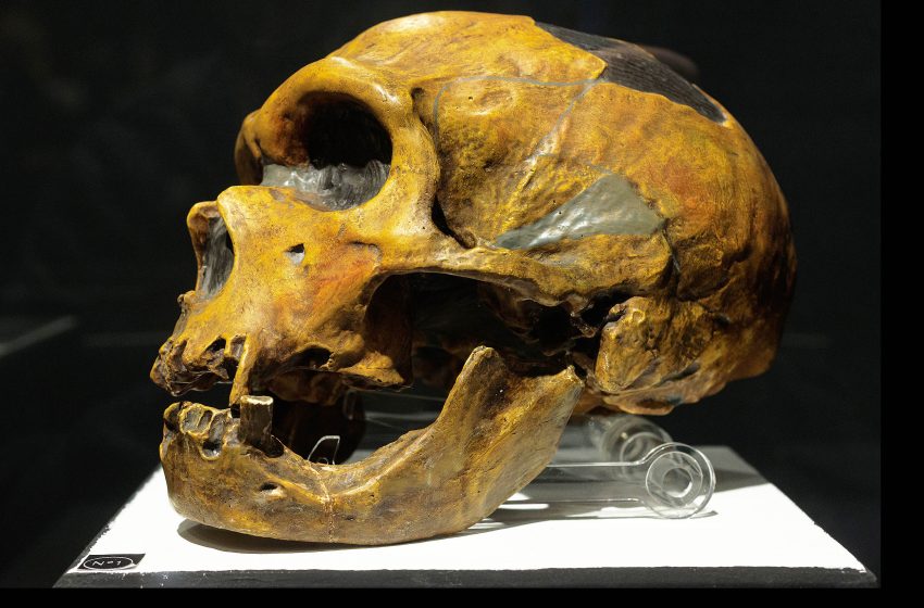  Scientists learn which Neanderthals mated with which humans